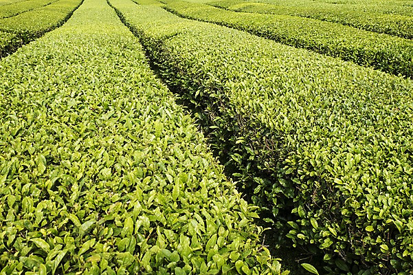 포토 JPG 주간 식물 자연 한국 풍경 사람없음 야외 제주도 녹차밭 국내포토 자연요소 아시아 밭 녹차 생태계 파일형식