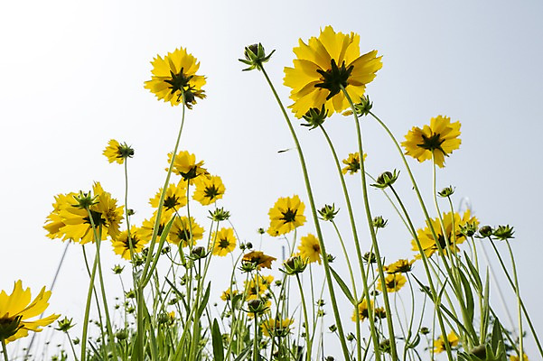 포토 JPG 주간 식물 꽃 로우앵글 컬러 꽃밭 한국 사람없음 야외 제주도 노란색 국내포토 자연요소 아시아 뷰포인트 파일형식