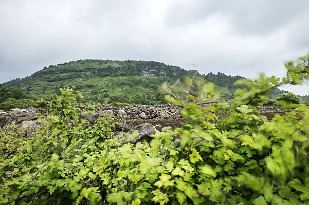 포토 JPG 주간 식물 자연 한국 풍경 사람없음 야외 제주도 두산봉 국내포토 자연요소 아시아 생태계 파일형식