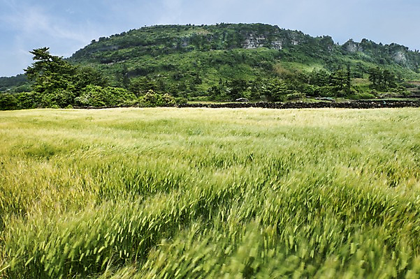 포토 JPG 주간 식물 자연 한국 풍경 잔디 사람없음 야외 제주도 두산봉 국내포토 자연요소 아시아 생태계 파일형식