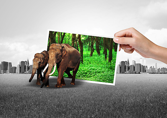 PSD 나무 식물 동물 편집이미지 손 캠페인 자연 코끼리 들기 빌딩 초원 신체부위 자연보호 그린캠페인 숲 기념사진 이미지편집 포유류 모션 사람 건물 보호 생태계 파일형식