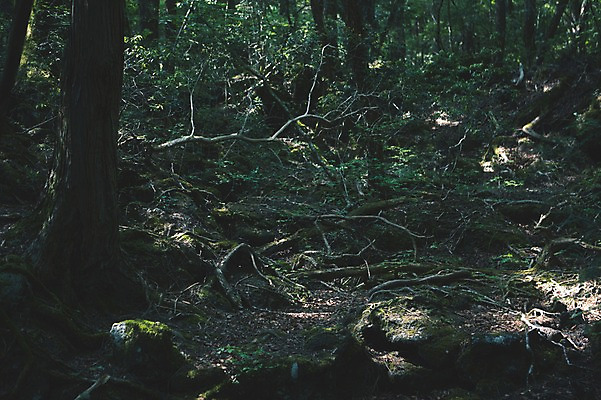 포토 JPG 주간 나무 식물 자연 이끼 풍경 사람없음 야외 돌_바위 숲속 숲 국내포토 자연요소 생태계 파일형식