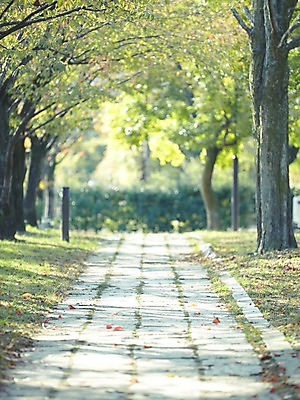 포토 JPG 주간 나무 식물 도로 길 자연 풍경 사람없음 야외 아웃포커스 산책로 원근감 가로수 국내포토 자연요소 뷰포인트 교통시설 촬영기법 생태계 파일형식