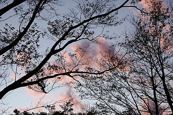 포토 JPG 주간 나무 식물 구름 실루엣 자연 하늘 풍경 사람없음 야외 노을 일몰 국내포토 자연요소 촬영기법 생태계 파일형식