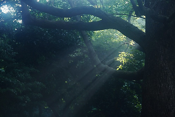 포토 JPG 주간 나무 식물 자연 풍경 사람없음 야외 빛 햇빛 나뭇가지 숲속 숲 국내포토 자연요소 태양 생태계 파일형식