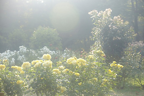 포토 JPG 주간 나무 식물 꽃 꽃밭 자연 풍경 사람없음 야외 노란색 국내포토 자연요소 컬러 생태계 파일형식