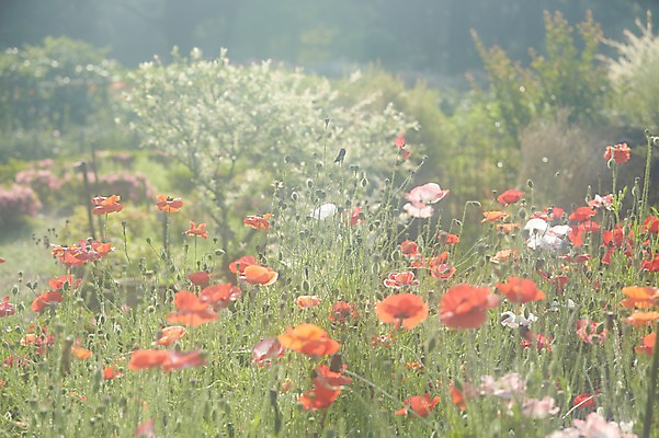 포토 JPG 주간 식물 꽃 컬러 꽃밭 자연 풍경 사람없음 야외 주황색 국내포토 자연요소 생태계 파일형식