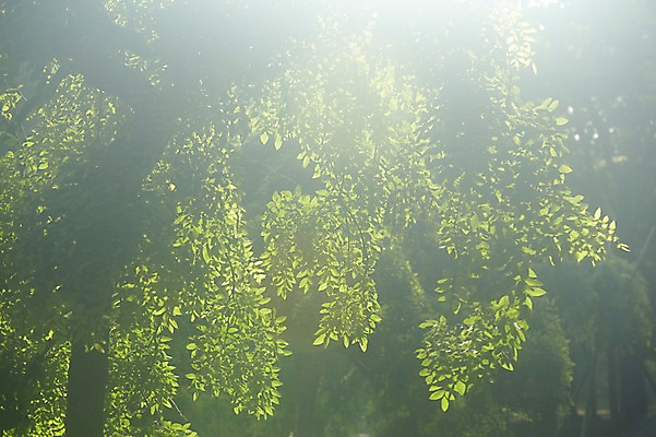 포토 JPG 주간 나무 식물 컬러 잎 자연 나뭇잎 풍경 사람없음 야외 초록색 햇빛 숲 국내포토 자연요소 태양 생태계 파일형식