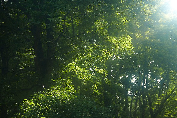 포토 JPG 주간 나무 식물 컬러 자연 나뭇잎 풍경 사람없음 야외 초록색 햇빛 숲 국내포토 자연요소 잎 태양 생태계 파일형식