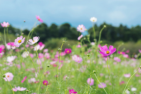 포토 JPG 주간 식물 계절 꽃 여러송이 자연 풍경 사람없음 야외 아웃포커스 가을 코스모스 국내포토 자연요소 다수 촬영기법 생태계 파일형식