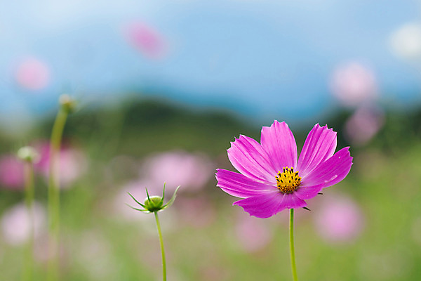 포토 JPG 주간 식물 계절 꽃 분홍색 컬러 한송이 자연 풍경 근접촬영 사람없음 야외 아웃포커스 가을 코스모스 국내포토 자연요소 1 뷰포인트 촬영기법 생태계 송이 파일형식