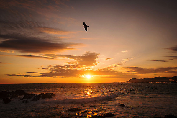 포토 JPG 동물 구름 실루엣 파도 바다 자연현상 자연 조류 하늘 풍경 사람없음 야외 태양 노을 일몰 국내포토 자연요소 촬영기법 생태계 파일형식