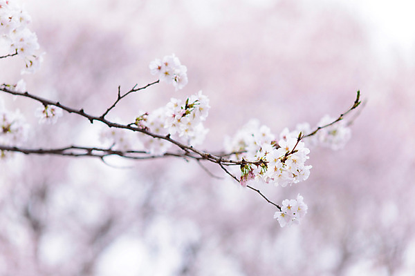 포토 JPG 주간 식물 계절 꽃 봄꽃 자연 꽃나무 사람없음 야외 아웃포커스 봄 벚꽃 나뭇가지 국내포토 자연요소 나무 촬영기법 생태계 파일형식