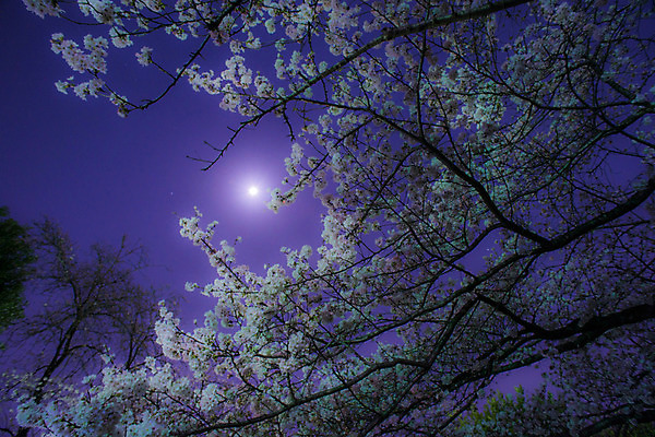 포토 JPG 식물 꽃 자연 하늘 꽃나무 풍경 사람없음 야외 달 나뭇가지 국내포토 자연요소 나무 생태계 파일형식