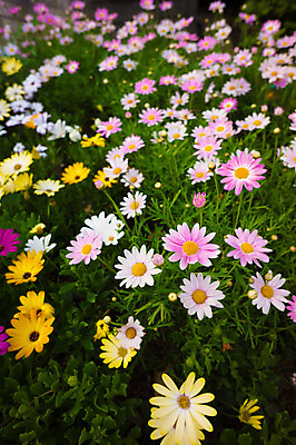 포토 JPG 주간 식물 꽃 분홍색 컬러 여러송이 꽃밭 자연 사람없음 야외 아웃포커스 노란색 국내포토 자연요소 다수 촬영기법 생태계 파일형식