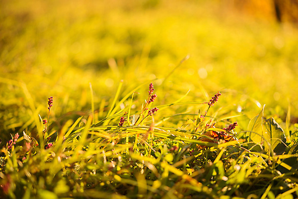 포토 JPG 주간 식물 꽃 자연 나뭇잎 사람없음 야외 아웃포커스 풀 국내포토 자연요소 잎 촬영기법 생태계 파일형식