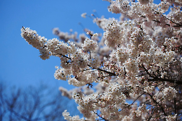 포토 JPG 주간 식물 계절 꽃 여러송이 봄꽃 자연 꽃나무 풍경 사람없음 야외 아웃포커스 봄 벚꽃 나뭇가지 국내포토 자연요소 나무 다수 촬영기법 생태계 파일형식
