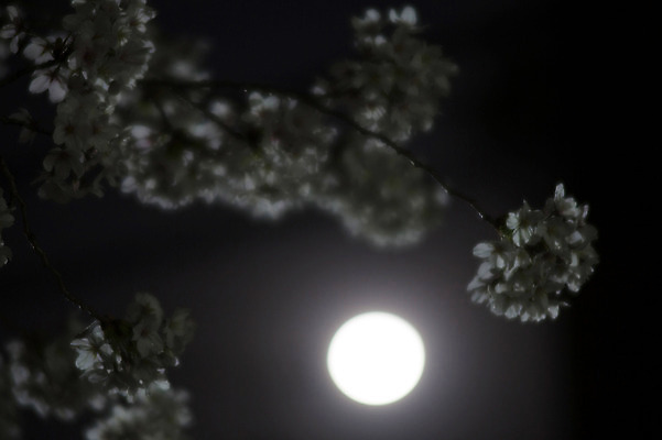 포토 JPG 식물 꽃 야경 자연현상 자연 밤하늘 하늘 사람없음 야외 아웃포커스 어둠 보름달 달 나뭇가지 국내포토 자연요소 나무 촬영기법 야간 생태계 파일형식 풍경_경치