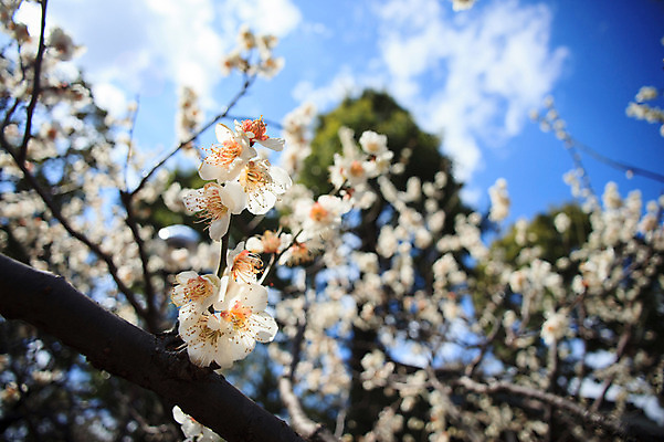 포토 JPG 주간 식물 구름 꽃 로우앵글 자연 하늘 꽃나무 풍경 사람없음 야외 아웃포커스 나뭇가지 국내포토 자연요소 나무 뷰포인트 촬영기법 생태계 파일형식