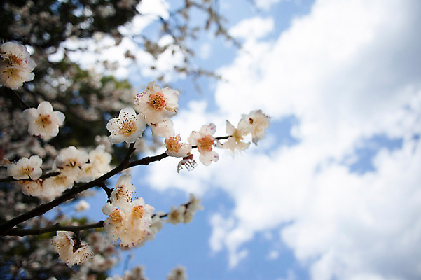 포토 JPG 주간 식물 구름 꽃 로우앵글 여러송이 자연 하늘 꽃나무 풍경 사람없음 야외 아웃포커스 나뭇가지 국내포토 자연요소 나무 뷰포인트 다수 촬영기법 생태계 파일형식