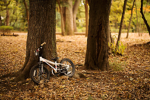 포토 JPG 주간 계절 공원 낙엽 자연 나뭇잎 풍경 사람없음 야외 아웃포커스 가을풍경 자전거 가을 숲 나무기둥 국내포토 자연요소 공공시설 잎 촬영기법 바이크 생태계 파일형식 가을_계절
