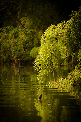 포토 JPG 주간 나무 식물 호수 자연 물그림자 풍경 사람없음 야외 습지 숲 국내포토 자연요소 그림자 생태계 파일형식