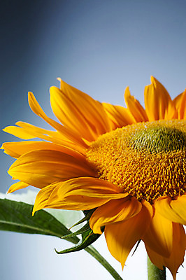 포토 JPG 식물 꽃잎 꽃 컬러 잎 한송이 자연 해바라기 근접촬영 사람없음 아웃포커스 노란색 국내포토 1 뷰포인트 촬영기법 생태계 송이 파일형식