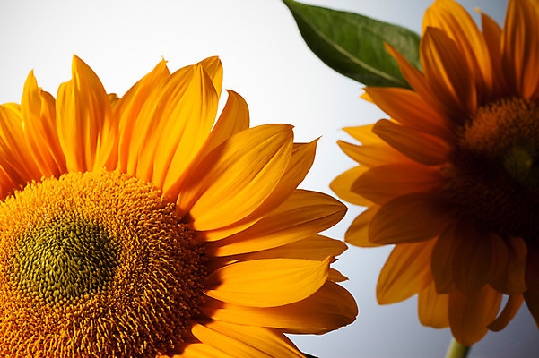 포토 JPG 식물 꽃잎 꽃 컬러 잎 자연 해바라기 근접촬영 사람없음 아웃포커스 노란색 두송이 국내포토 뷰포인트 2 촬영기법 생태계 파일형식