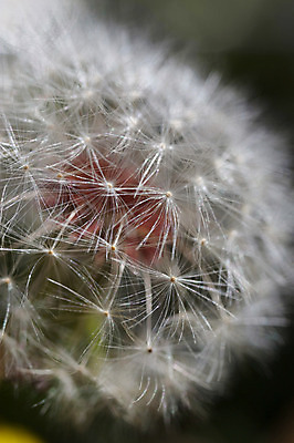 포토 JPG 식물 꽃 자연 씨앗 근접촬영 사람없음 아웃포커스 민들레 민들레홀씨 국내포토 뷰포인트 촬영기법 생태계 파일형식