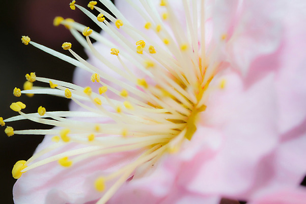 포토 JPG 식물 꽃 자연 근접촬영 사람없음 아웃포커스 꽃술_꽃 암술 국내포토 뷰포인트 촬영기법 생태계 파일형식