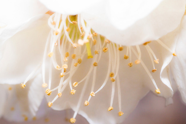 포토 JPG 식물 꽃 자연 근접촬영 사람없음 아웃포커스 꽃술_꽃 암술 국내포토 뷰포인트 촬영기법 생태계 파일형식