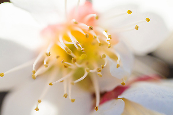 포토 JPG 식물 꽃 자연 근접촬영 사람없음 아웃포커스 꽃술_꽃 암술 국내포토 뷰포인트 촬영기법 생태계 파일형식