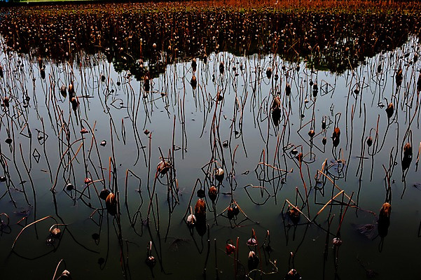 포토 JPG 주간 식물 꽃 자연 연꽃 그림자 풍경 사람없음 야외 죽음 연못 습지 시들음 국내포토 자연요소 생태계 파일형식