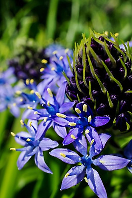 포토 JPG 주간 식물 꽃 컬러 여러송이 자연 근접촬영 사람없음 야외 아웃포커스 보라색 꽃술_꽃 암술 국내포토 자연요소 뷰포인트 다수 촬영기법 생태계 파일형식