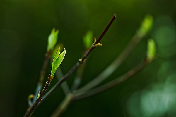 포토 JPG 주간 나무 식물 계절 잎 자연 나뭇잎 근접촬영 사람없음 야외 아웃포커스 새싹 봄 나뭇가지 국내포토 자연요소 뷰포인트 촬영기법 생태계 파일형식