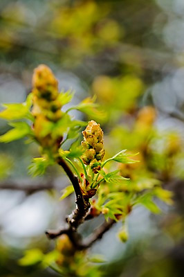 포토 JPG 주간 나무 식물 계절 잎 자연 나뭇잎 사람없음 야외 아웃포커스 새싹 봄 나뭇가지 국내포토 자연요소 촬영기법 생태계 파일형식