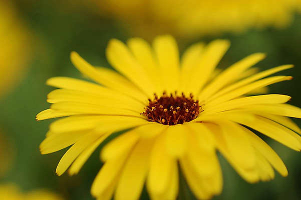 포토 JPG 주간 식물 꽃잎 꽃 컬러 한송이 자연 근접촬영 사람없음 야외 아웃포커스 노란색 국내포토 자연요소 1 뷰포인트 촬영기법 생태계 송이 파일형식
