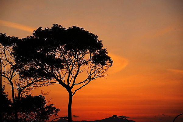 포토 JPG 나무 식물 구름 실루엣 자연현상 자연 하늘 풍경 사람없음 야외 노을 일몰 국내포토 자연요소 촬영기법 생태계 파일형식