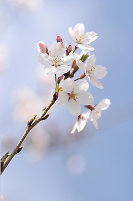 포토 JPG 주간 식물 계절 꽃 컬러 여러송이 봄꽃 자연 꽃나무 사람없음 야외 아웃포커스 봄 벚꽃 흰색 나뭇가지 국내포토 자연요소 나무 다수 촬영기법 생태계 파일형식