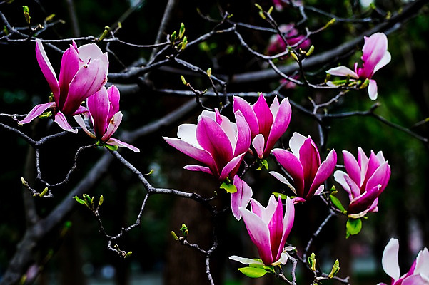 포토 JPG 주간 식물 계절 꽃 컬러 여러송이 봄꽃 자연 꽃나무 사람없음 야외 아웃포커스 새싹 봄 나뭇가지 자주색 목련 자목련 국내포토 자연요소 나무 다수 촬영기법 생태계 파일형식