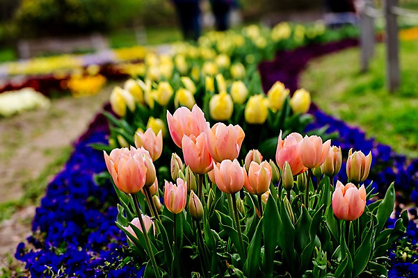 포토 JPG 주간 식물 공원 꽃 여러송이 꽃밭 자연 풍경 사람없음 야외 아웃포커스 튤립 국내포토 자연요소 공공시설 다수 촬영기법 생태계 파일형식