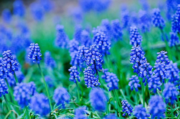 포토 JPG 주간 식물 꽃 컬러 여러송이 자연 사람없음 야외 아웃포커스 파란색 국내포토 자연요소 다수 촬영기법 생태계 파일형식