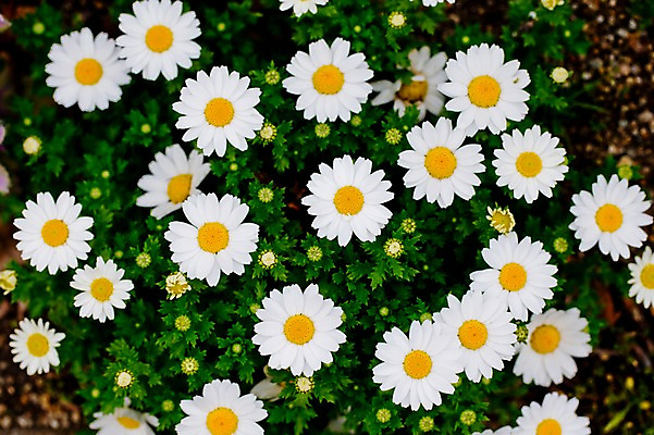 포토 JPG 주간 식물 꽃 컬러 여러송이 자연 사람없음 야외 하이앵글 흰색 국내포토 자연요소 뷰포인트 다수 생태계 파일형식