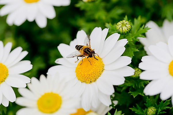 포토 JPG 식물 동물 한마리 꽃 컬러 여러송이 곤충 자연 근접촬영 사람없음 아웃포커스 흰색 벌레 벌 국내포토 1 뷰포인트 다수 촬영기법 생태계 파일형식