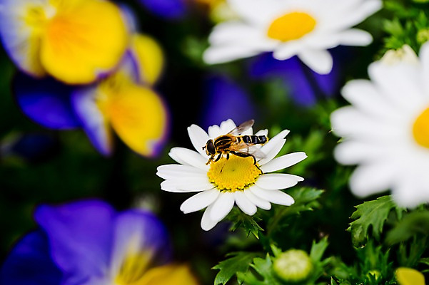 포토 JPG 식물 동물 꽃 컬러 여러송이 곤충 자연 근접촬영 사람없음 아웃포커스 흰색 벌레 벌 국내포토 뷰포인트 다수 촬영기법 생태계 파일형식