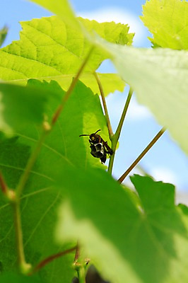 포토 JPG 주간 식물 동물 곤충 잎 자연 나뭇잎 근접촬영 사람없음 야외 아웃포커스 벌레 국내포토 자연요소 뷰포인트 촬영기법 생태계 파일형식