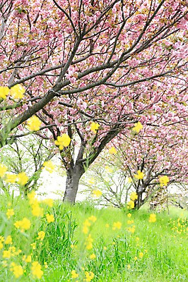 포토 JPG 주간 나무 식물 계절 꽃 분홍색 컬러 여러송이 자연 꽃나무 풍경 사람없음 야외 아웃포커스 노란색 봄풍경 봄 국내포토 자연요소 다수 촬영기법 생태계 파일형식
