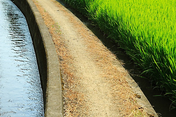 포토 JPG 주간 식물 길 자연 논 풍경 사람없음 야외 물 농경지 원근감 농촌 풀 댐 수로 논두렁 도수로 국내포토 자연요소 공공시설 뷰포인트 농업 농장 시골 생태계 파일형식