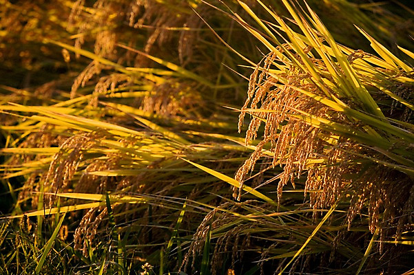 포토 JPG 주간 식물 자연 곡류 사람없음 야외 아웃포커스 농작물 수확 추수 벼 풀 이삭 국내포토 자연요소 농업 촬영기법 생태계 파일형식