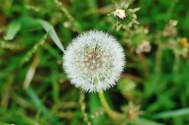 포토 JPG 주간 식물 자연 씨앗 근접촬영 사람없음 야외 아웃포커스 풀 민들레 민들레홀씨 국내포토 자연요소 꽃 뷰포인트 촬영기법 생태계 파일형식